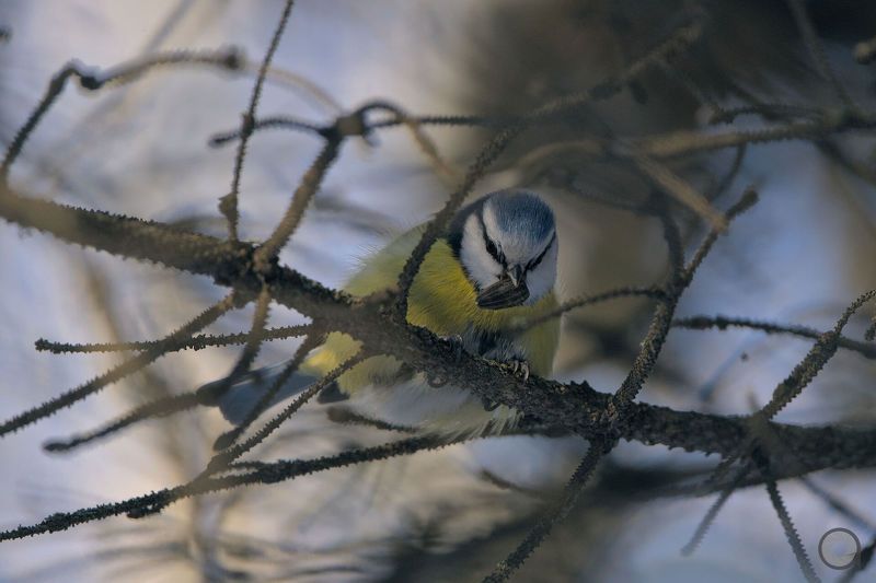 birds, animals, птицы, животные, птица, лазоревка, синица Синица и семечко)photo preview