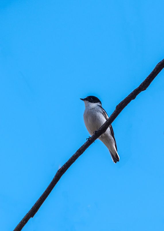 мухоловка-белошейка Мухоловка-белошейкаphoto preview