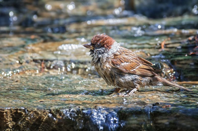 птица, воробей, купание, ручей, жара, Воробушки в ручье..photo preview
