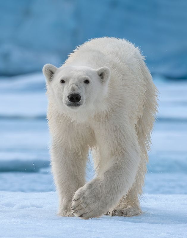 Arctic Summer