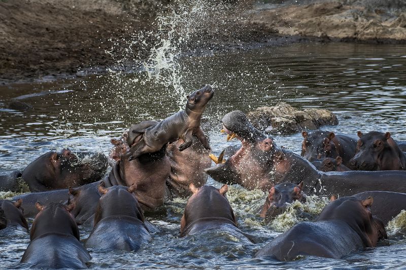 африка. танзания. национальный парк серенгети Разборка двух клановphoto preview