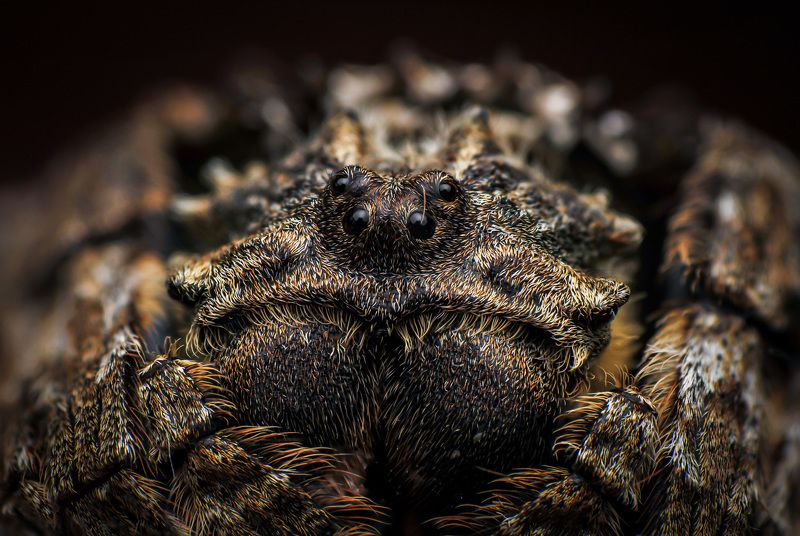 Back Spiderphoto preview