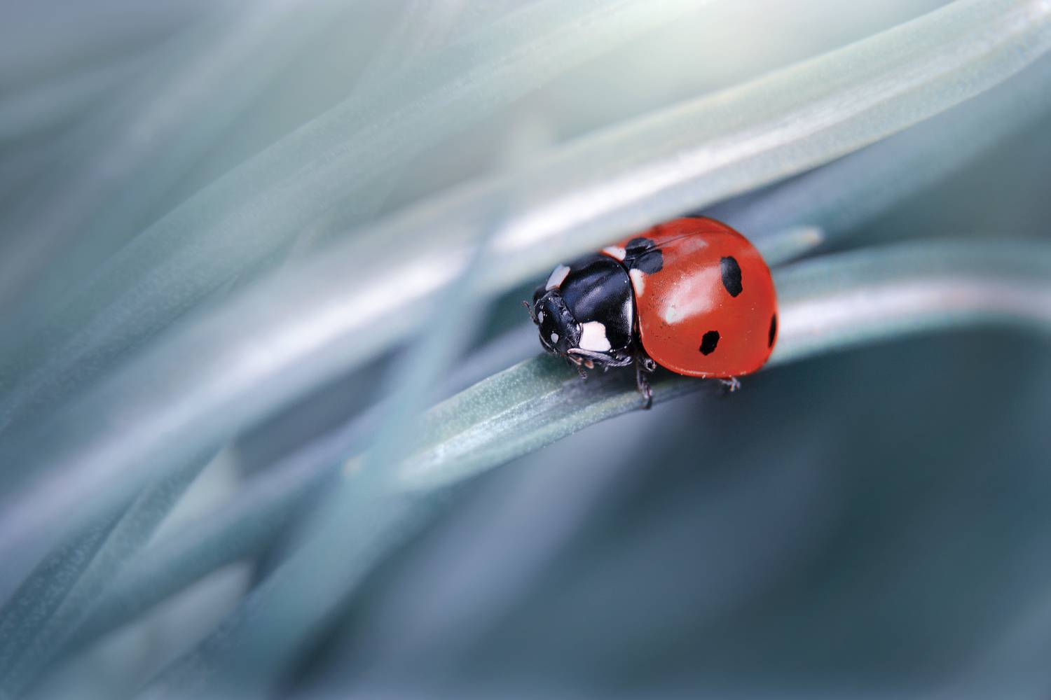 ***. Автор: Viktoria , Viktoria