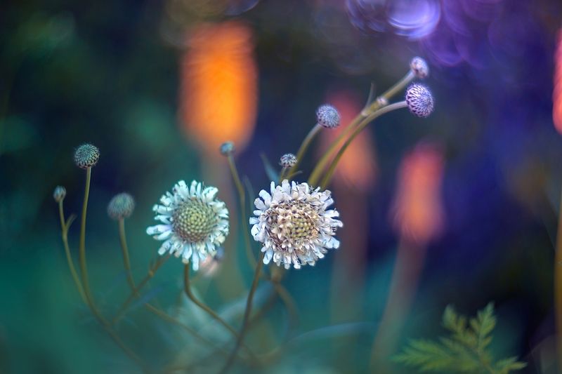 flowers,blue,orange,green,light,bokeh,nature, Bluephoto preview