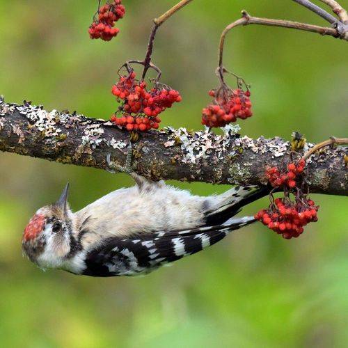 Витаминная добавка