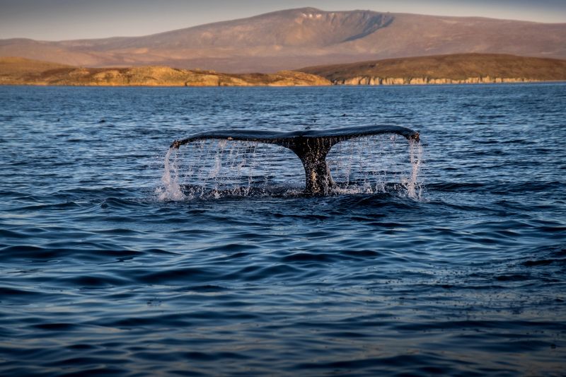 чукотка, кит, киты, берингия, нд, чукотка нд Немного о китах у берегов Чукоткиphoto preview