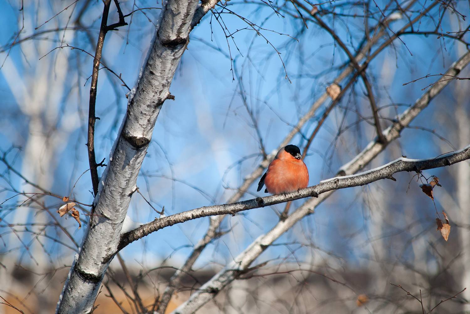 ***. Автор: Евгений Зинов , Евгений Зинов