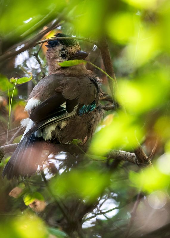 сойка В листвеphoto preview