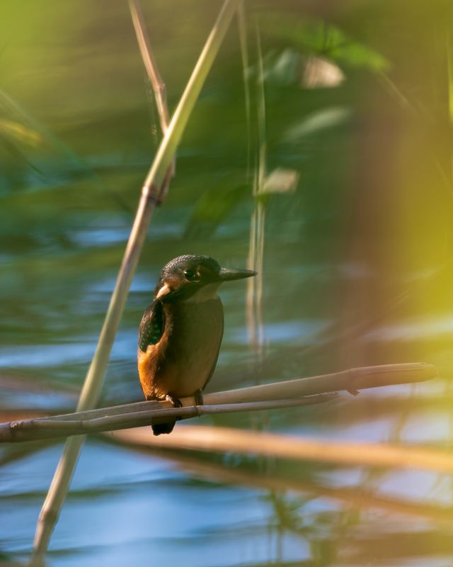 зимородок В тростникеphoto preview