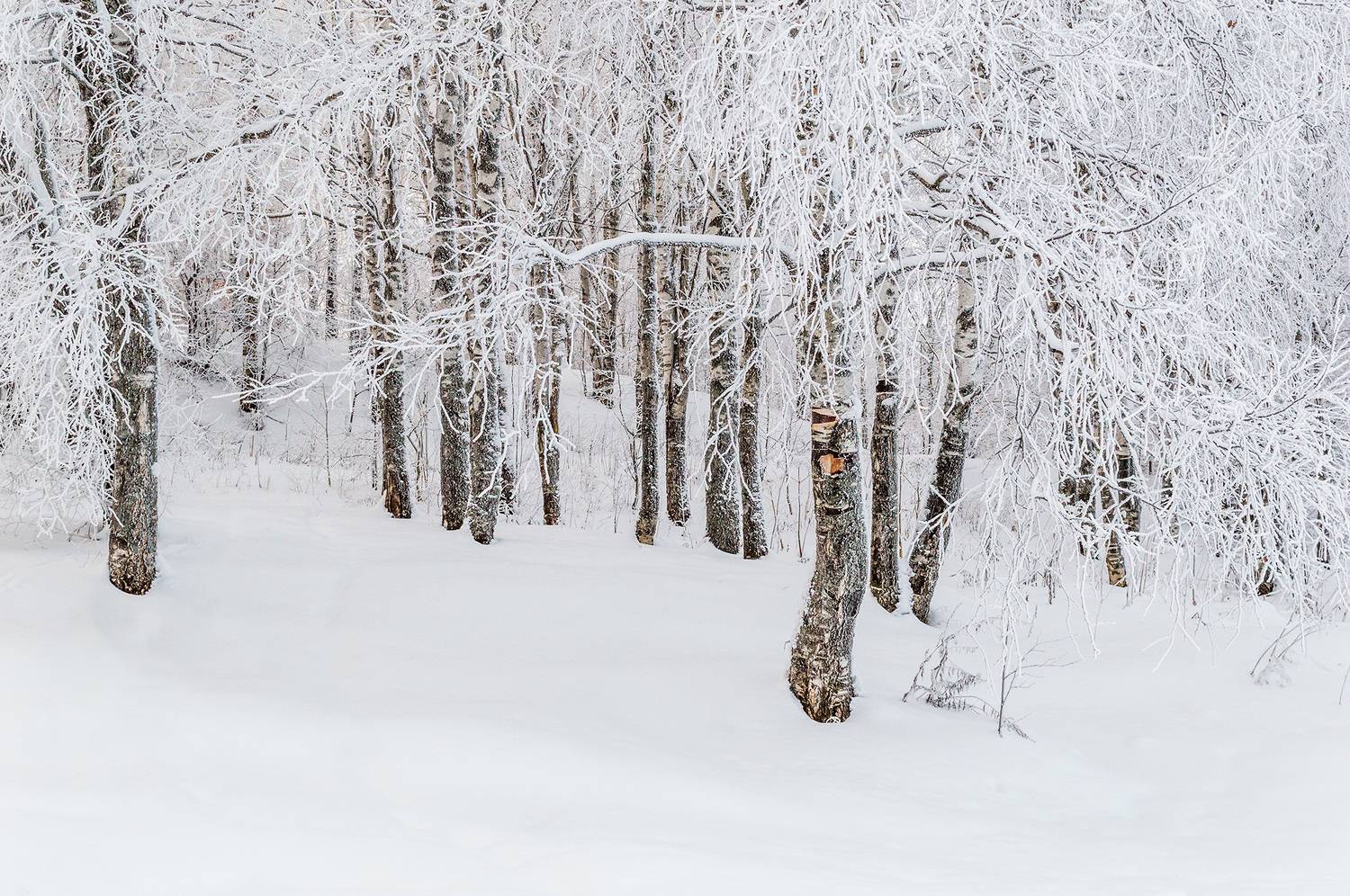 Автор: Mysov Ivan пейзаж, природа, зима, снег, лес, Mysov Ivan