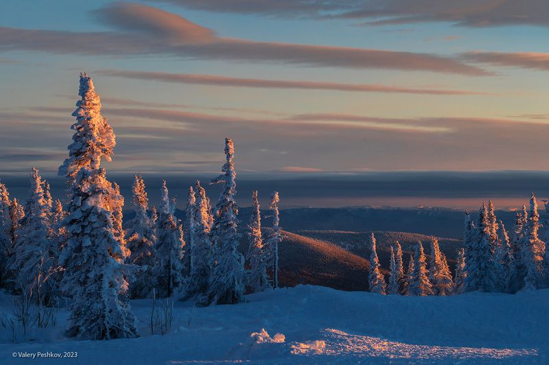старый новый год, ёлочки, пихты, гора зелёная, зима, вечер, закат, маджента, шерегеш, горная шория, сибирь Лучшие ёлочки к Старому Новому годуphoto preview