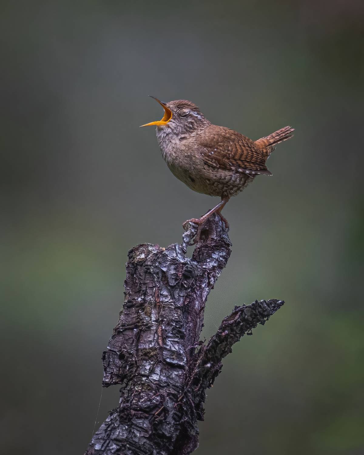 Крапивник, Дина Нестеркова
