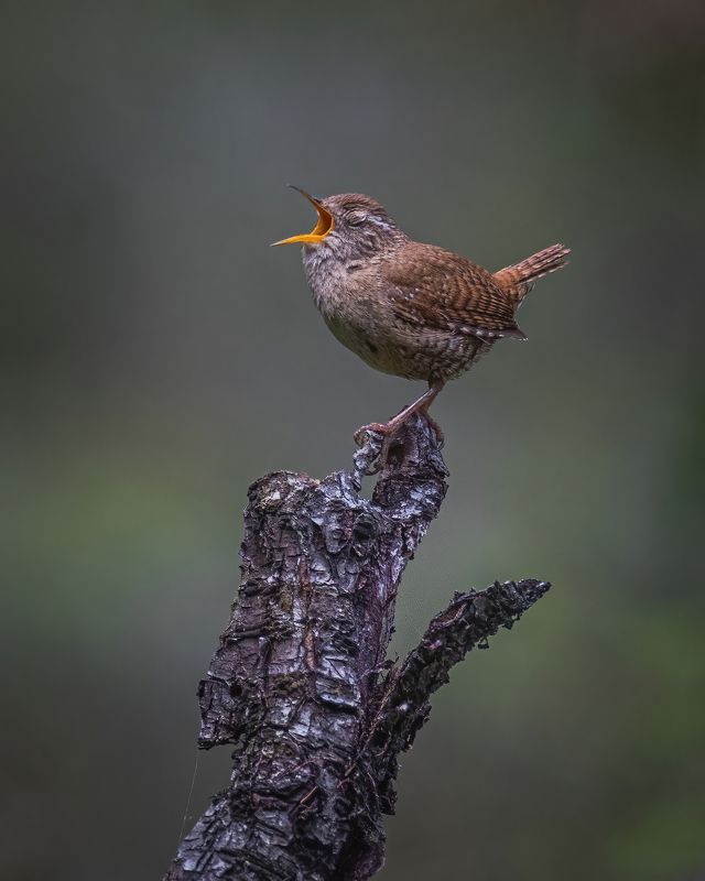 Крапивник Певецphoto preview