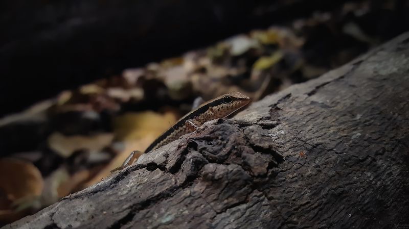 Портрет ящерицы в национальном парке Erawanphoto preview