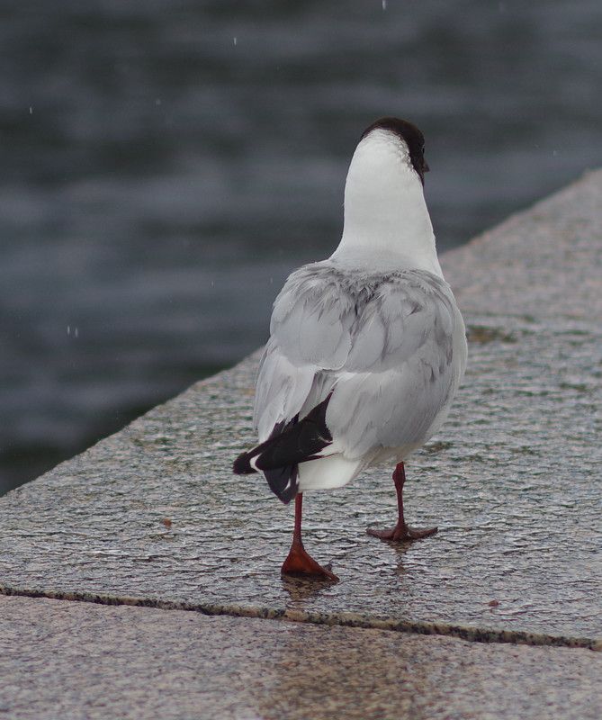 уходя уходи, чайка Уходя - уходи, уходя ухожуphoto preview