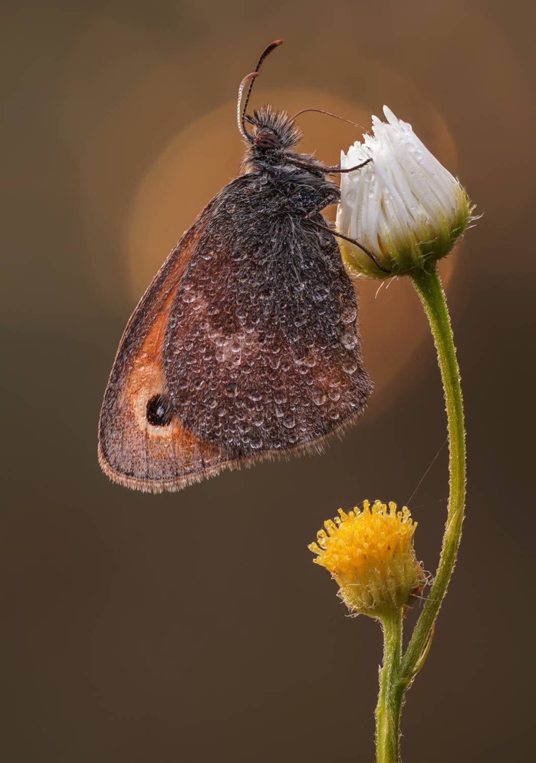 Бабочка, утро, боке, растение, цветок, Чепленко Алексей