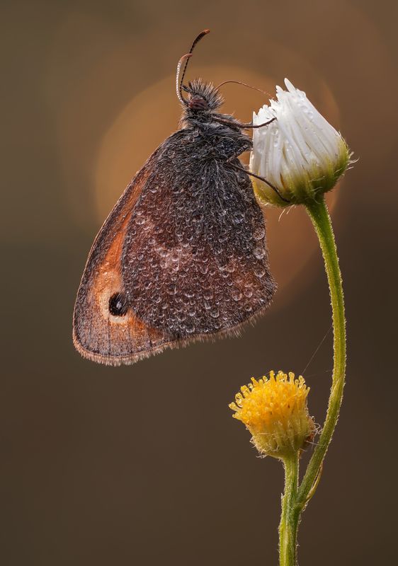 Утренняя сенницаphoto preview