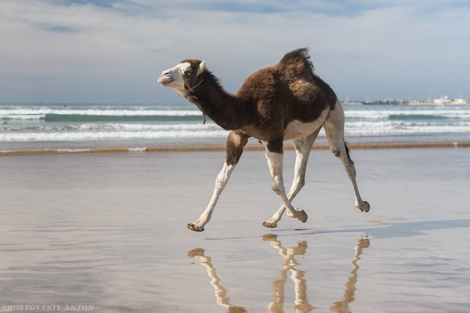 верблюд, Марокко, океан, вода, фототур, , Антон Ростовский