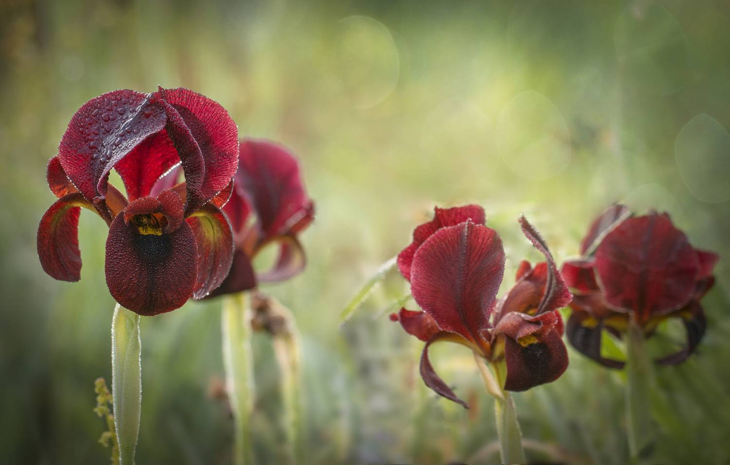 Ирис Аргаман. Автор: Горбачева Маментьева Татьяна flowers, dew, Iris, Горбачева Маментьева Татьяна