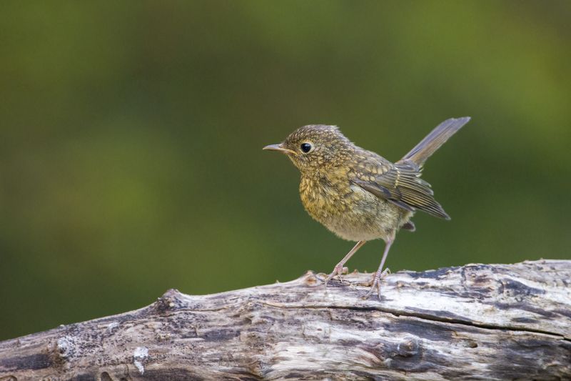 Молодой Робинphoto preview