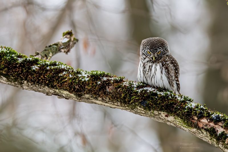 птицы, фотоохота, сова, сычик Дознавательphoto preview