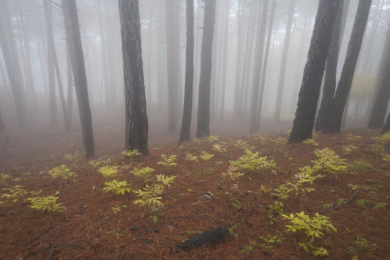 Купина...photo preview