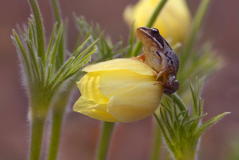 макро, лягушка, прострел, сон-трава, подснежник, лес, весна, цветы Высоко сижу, далеко гляжу...photo preview