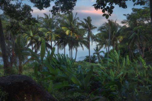 Palm trees