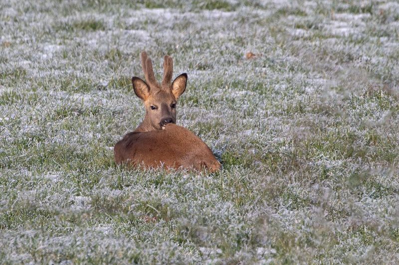 Roe Deerphoto preview