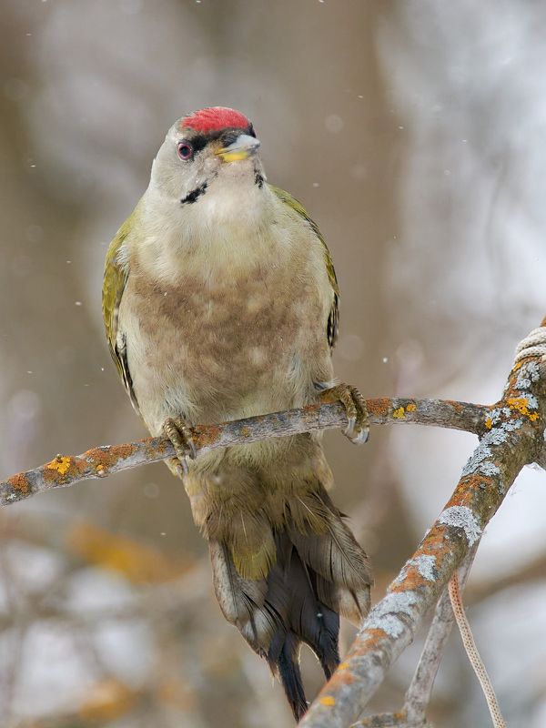 птицы, седой дятел Зима. Холода.photo preview