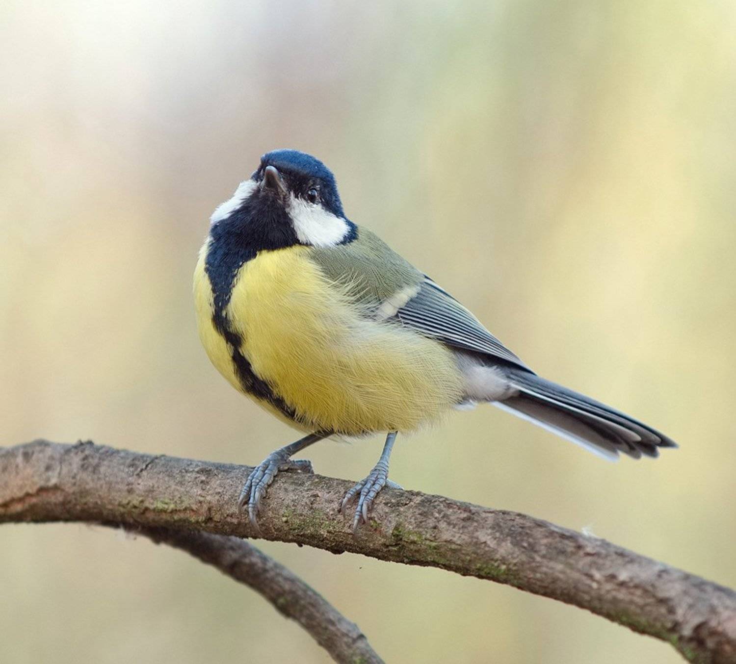 синица, Alexey Gnilenkov