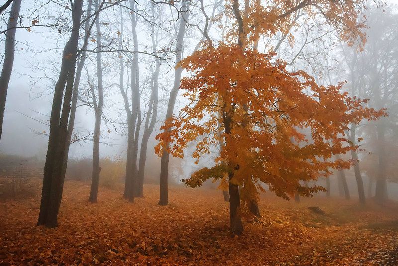 Глядя на осеньphoto preview