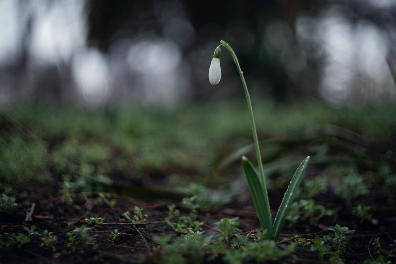 Снежные капли.photo preview