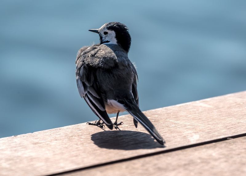 трясогузки Гордость трясогузкиphoto preview