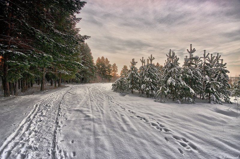 Зима, Лес, Пейзаж, Природа, Утро Да будет новый день...photo preview