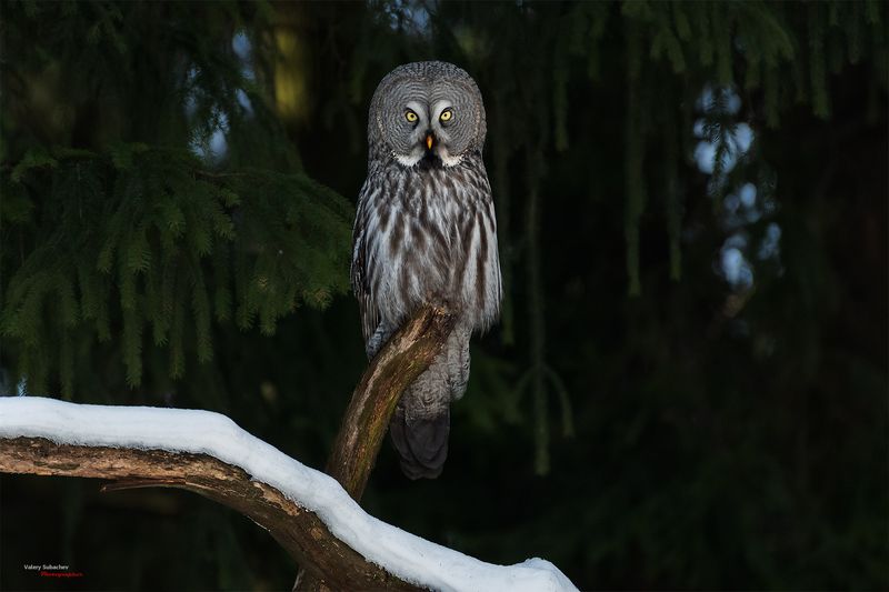 Бородатая неясытьphoto preview