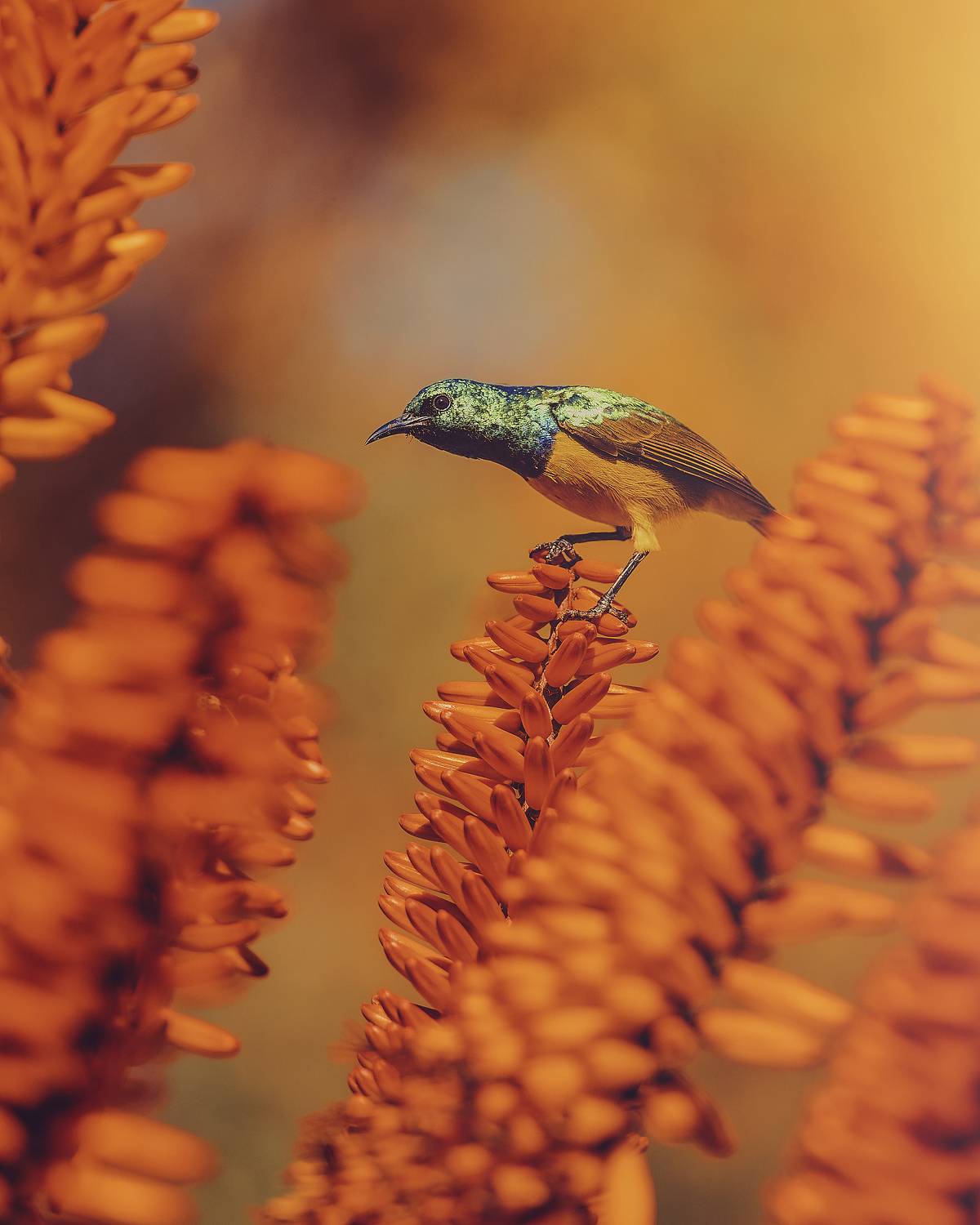 bird, plant, aloe, sunbird, , Geran Raath