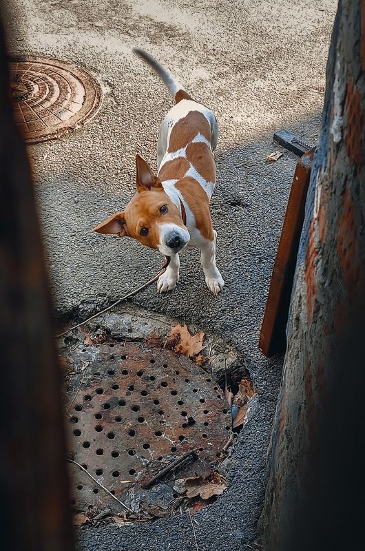 Любопытный хвостови́лька...  Мобилькография))))photo preview