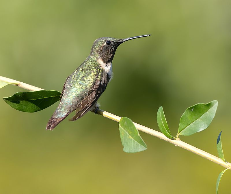 колибри,ruby-throated hummingbird, hummingbird,весна Ruby-throated Hummingbird - Рубиновогорлый Колибриphoto preview