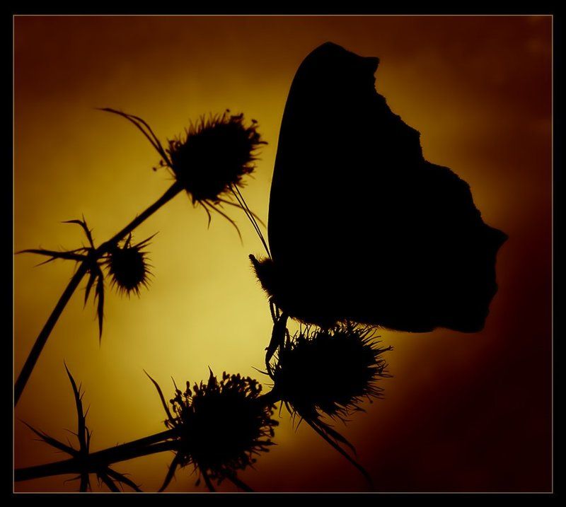 Прощай, лето!photo preview