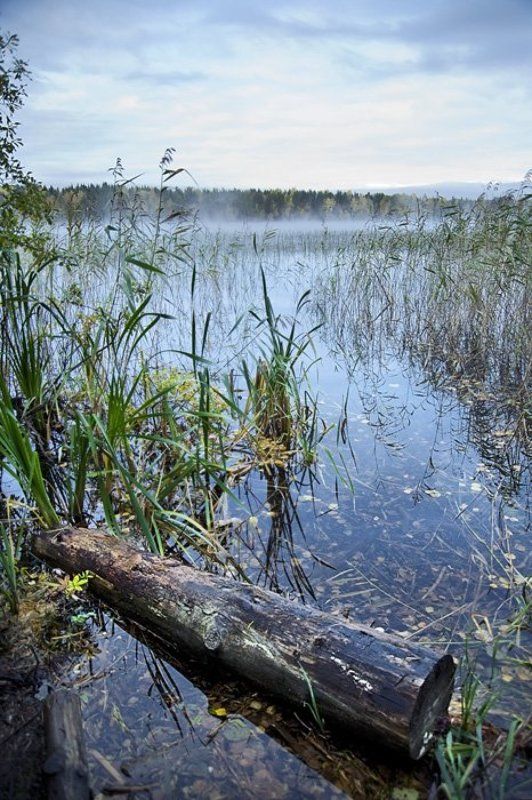 туман,облака,вода,осока,рябь,лес,природа,коряга ил бревно,хз ППбрёвнышкоphoto preview