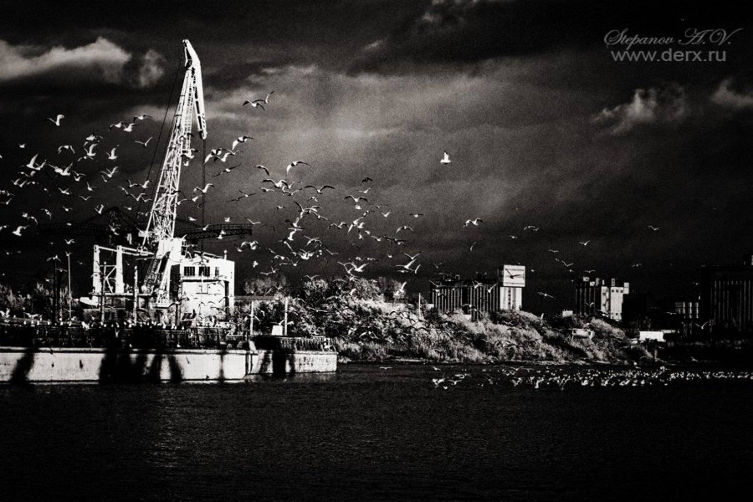 чайки, Александр Степанов