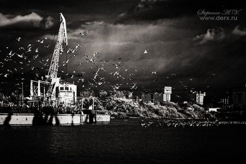 чайки Чайкиphoto preview