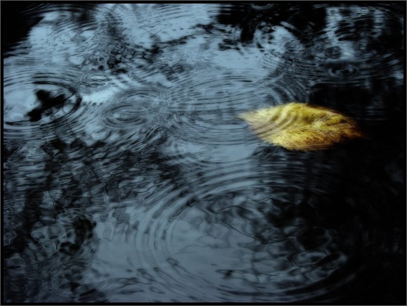 Грустная осенняя карточка про одинокий листphoto preview