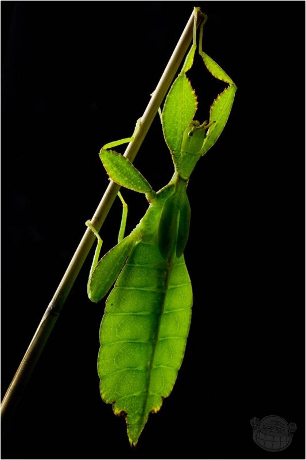 листовидка, филипинская, макро, портрет, Amazon-san