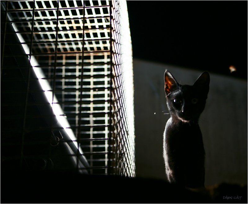 кипр, пафос, кот, в, порту, ночь, тень, черная, фонарь, охотник, на, мотыльков Охотник на мотыльковphoto preview