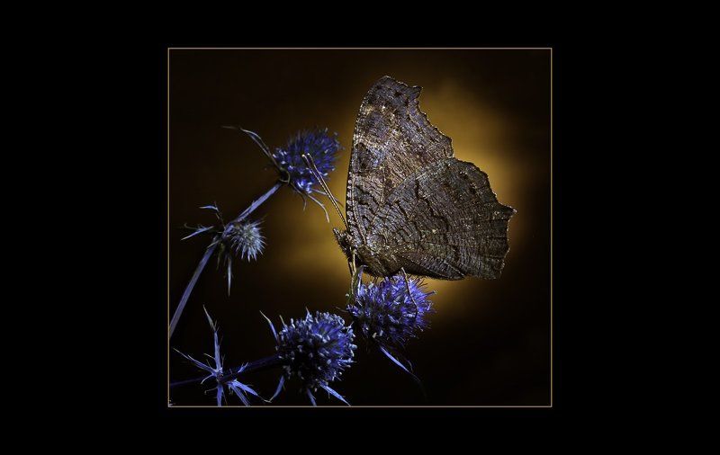 Ночная бабочкаphoto preview