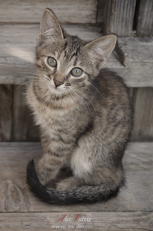 ключевые, слова, через, запятую, не, пишутся, пишутся, только, через, пробел о грусти в глазах ...photo preview