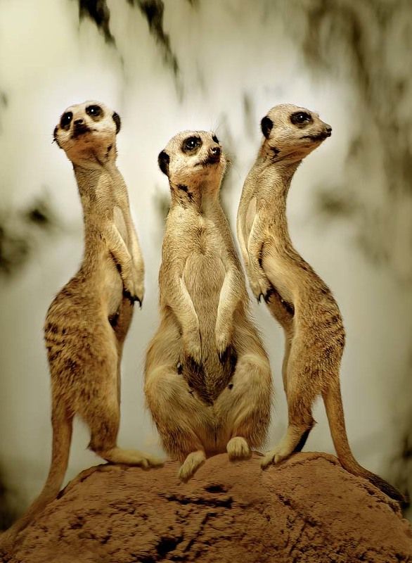 сурикаты, миркаты, животные, три грации три грацииphoto preview