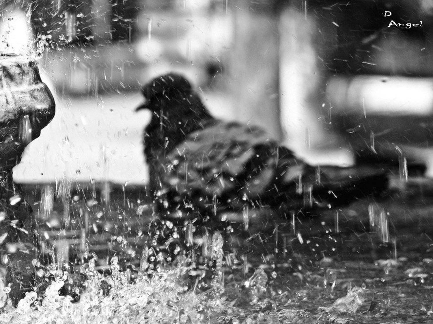 купальщица. Автор: darkangel купальщица, голубь, фонтан, брызги, darkangel